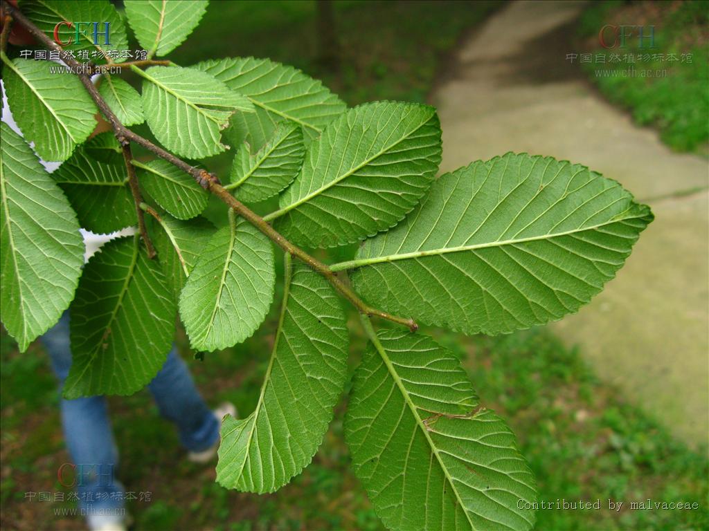 ulmus gaussenii cheng