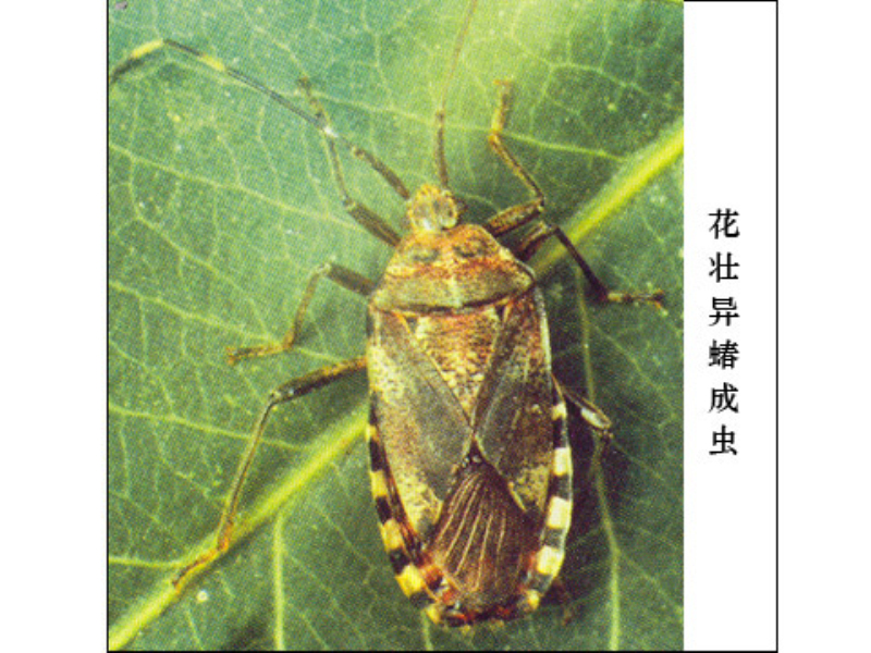  p>半翅目,异蝽科.