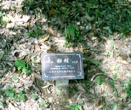 甜槠栲TS-2_百度百科