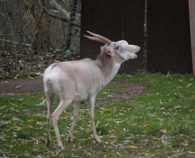  p>高鼻羚羊(学名: i>saiga tatarica /i>):别名赛加羚,属于牛科.