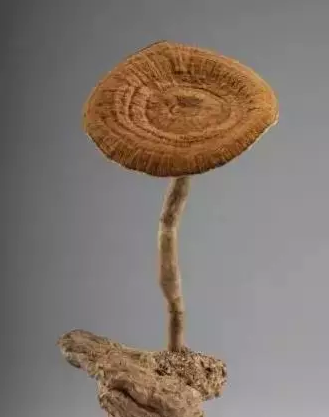  p>虎乳芝,是一种多孔菌.