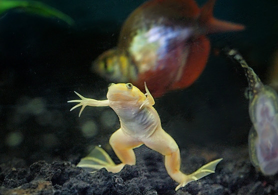 african clawed frog