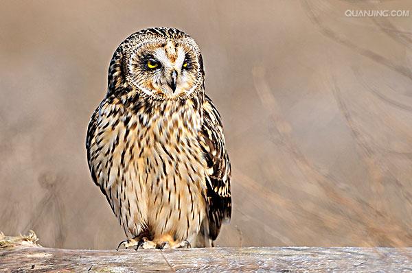 short-eared owl
