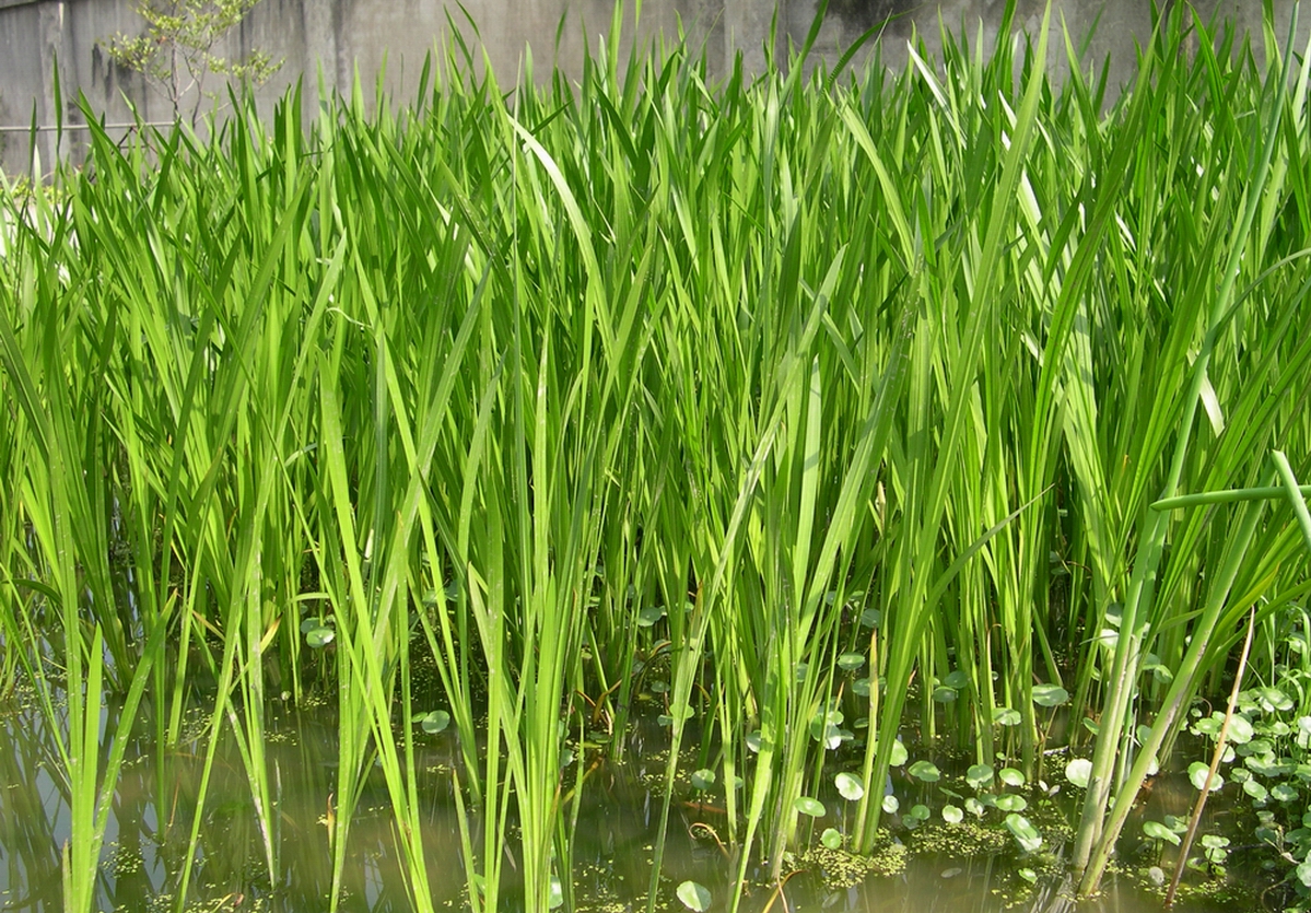 acorus calamus l.