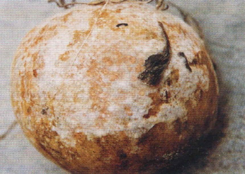  p> a href="#" data-lemmaid="10198557">瓜果腐霉 /a>是微生物名词