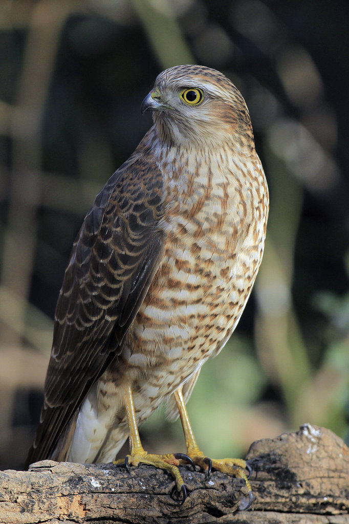  p>松雀鹰(学名: i>accipiter virgatus /i>)小型猛禽,体长28~38厘米.