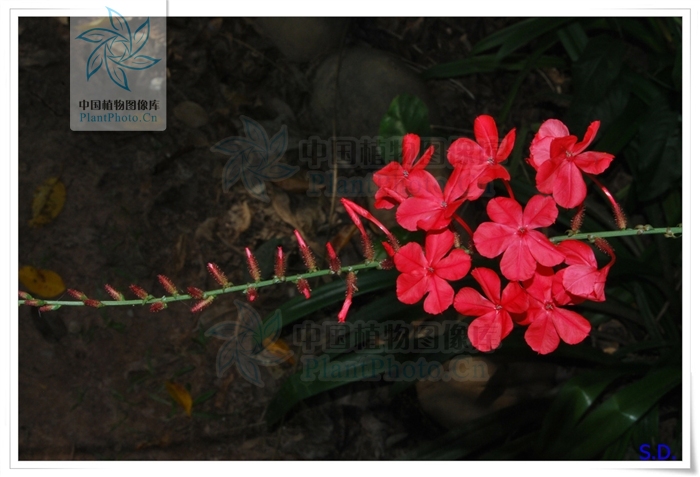  p> a target="_blank" href="/item/紫花丹/2228284" data-lemmaid="