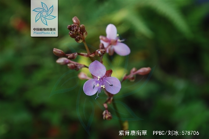  p>紫背鹿衔草生于海拔1 500-3 400米的林下,林缘或湿润草地中.