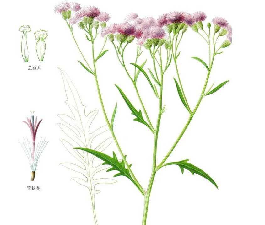 ="/item/桔梗目/6759545" data-lemmaid="6759545">桔梗目 /a>,菊科, 