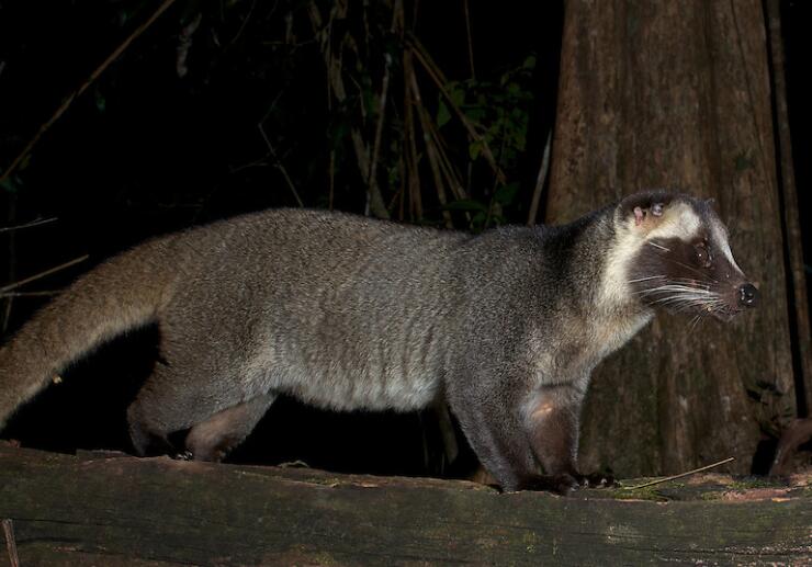  p>花面狸(学名: i>paguma larvata /i>)是灵猫科,花面狸属食肉动物