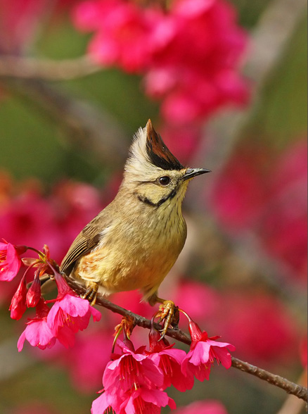  p>褐头凤鹛(学名: i>yuhina brunneiceps /i>)小型鸟类,体长12~13