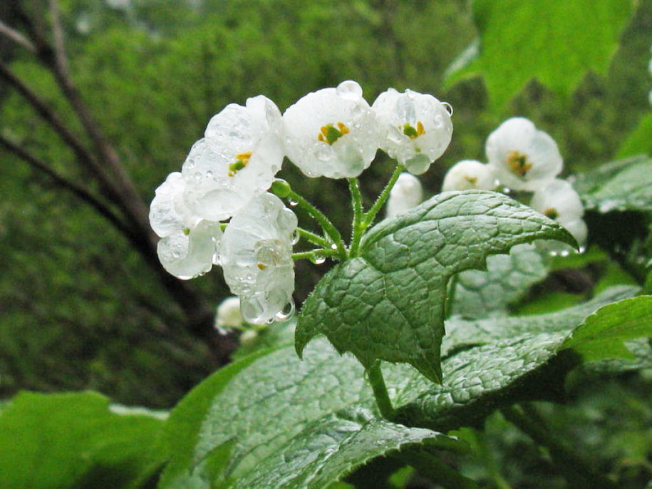 skeleton flower