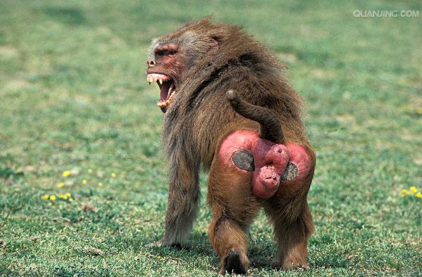  p data-id="timqe5uqzzyd">狒狒是灵长目猴科狒狒属哺乳动物的统称.