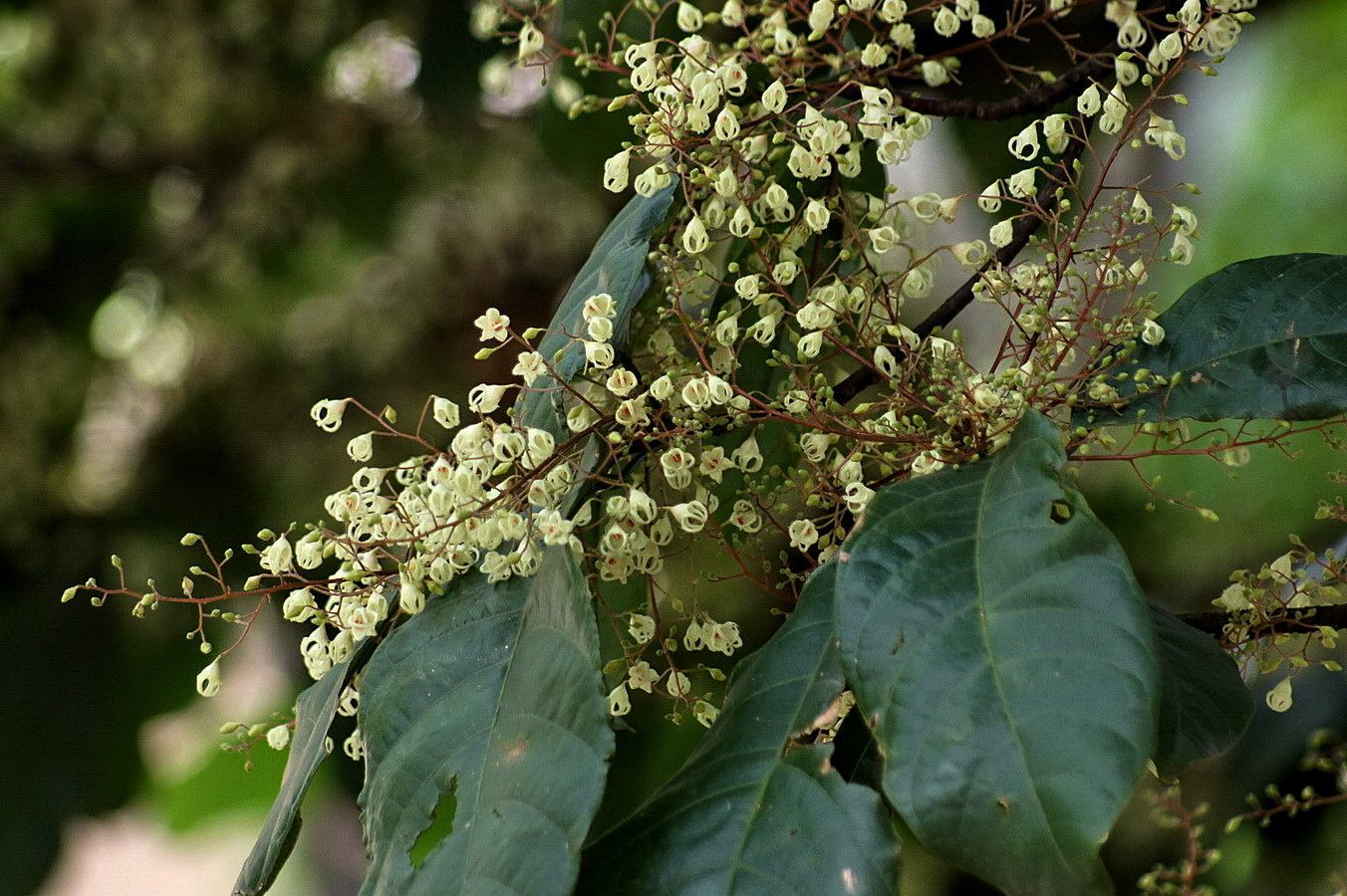 sterculia pinbienensis
