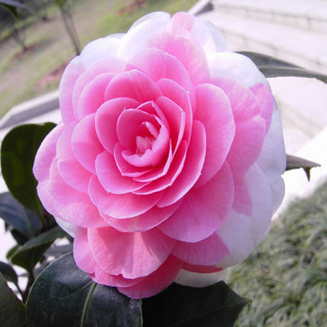  p>粉丹:福建别名—— a href="#" data-lemma