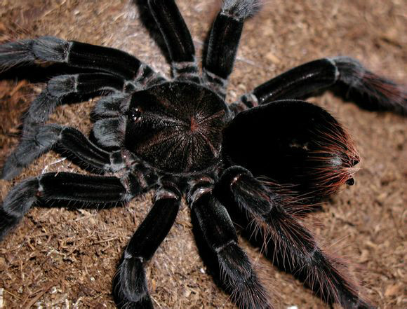 玻利维亚钢铁蓝蜘蛛