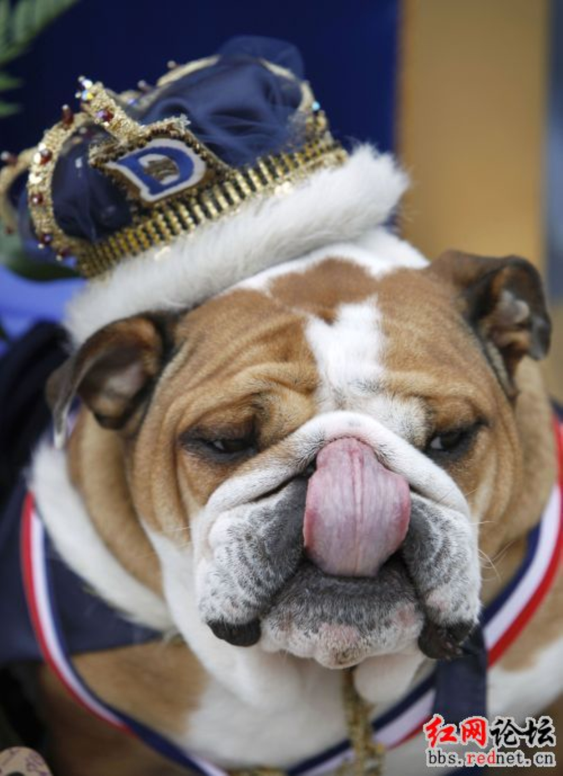 牛头犬