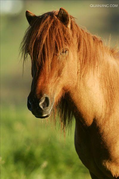  p>世上保持最纯洁血统的 a href="#" data-lemmaid="10530701">马种 