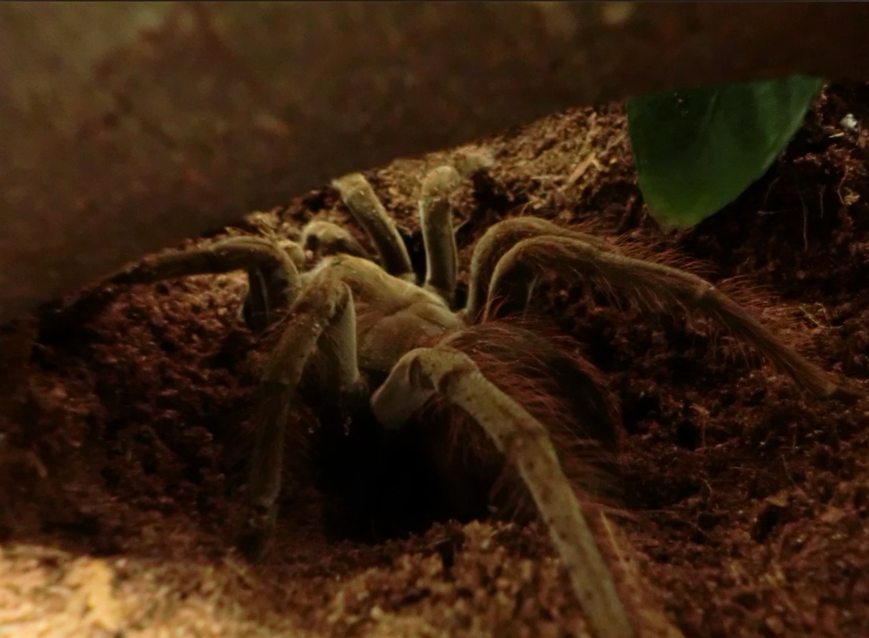  p>墨西哥红脚蜘蛛(拉丁学名:brachypelma emilia)原产于墨西哥的干燥