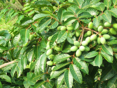  p>青橄榄(chinese white olive)(学名:canarium album raeusch.