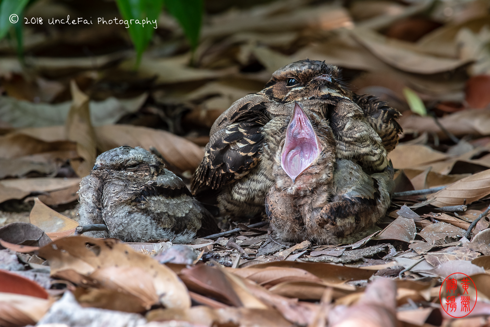  p>长尾夜鹰(学名: i>caprimulgus macrurus /i>),是夜鹰科,夜鹰属