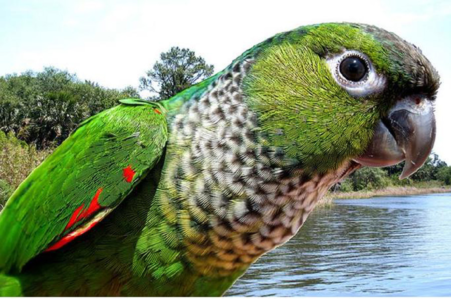 是典型的 a href="#" data-lemmaid="2021723">攀禽 /a>,鸟喙强劲有力