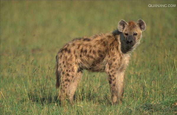  p>斑鬣狗(学名: i>crocuta crocuta /i>):又名斑点鬣狗,体长约95-160