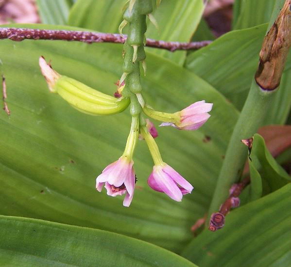 geodorum densiflorum (lam.) schltr. .