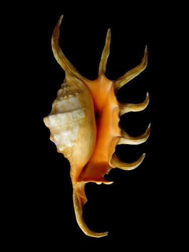  p>蜘蛛螺(学名: i>lambis lambis /i>) a href="#" data-lemmaid="