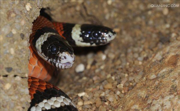  p>王蛇(kingsnake),又名皇帝蛇.