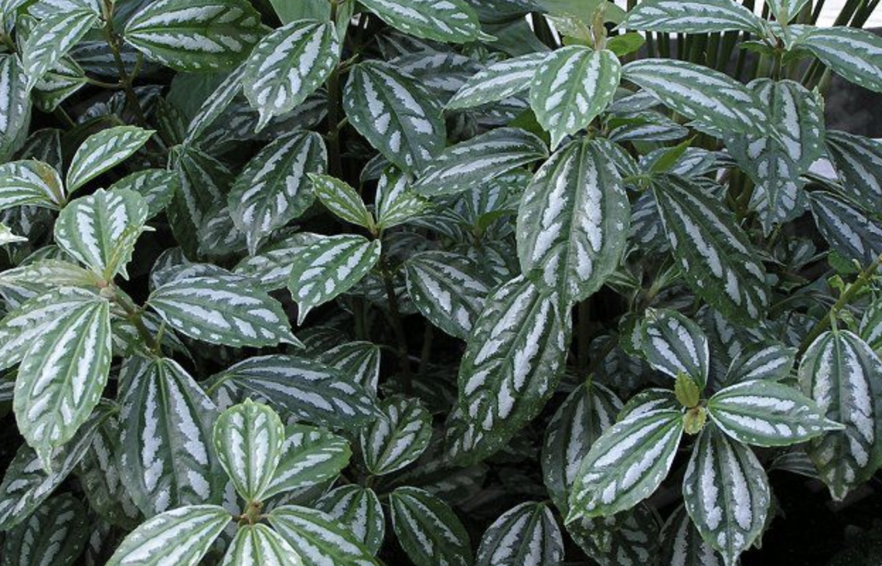 clarke)是荨麻科 a target="_blank" href="/item/冷水花属/6947854"