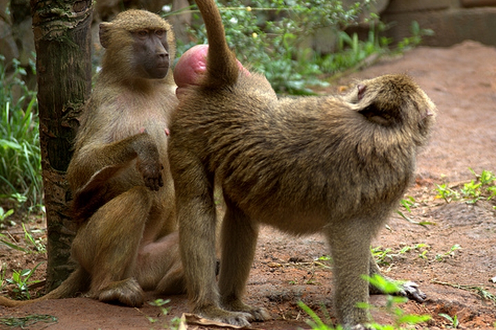  p>几内亚狒狒(学名: i>papio papio /i>):在同属中是体型较小的 a