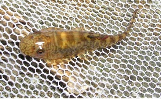  p>麦氏拟腹吸鳅,学名: i>pseudogastromyzon myersi  /i>(herre