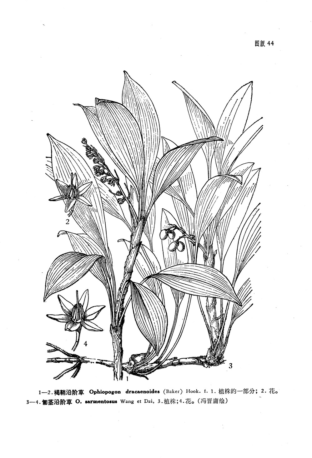  p>匍茎沿阶草 i>(学名:ophiopogon sarmentosus wang &amp; dai)