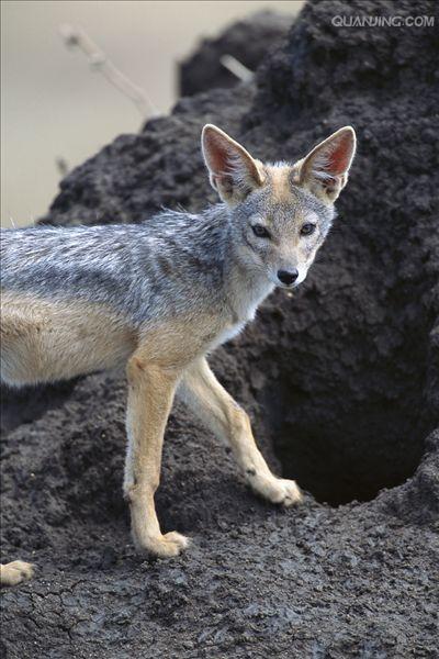  p>黑背胡狼(学名: i>canis mesomelas /i>):个头较小,长相似狗,行动