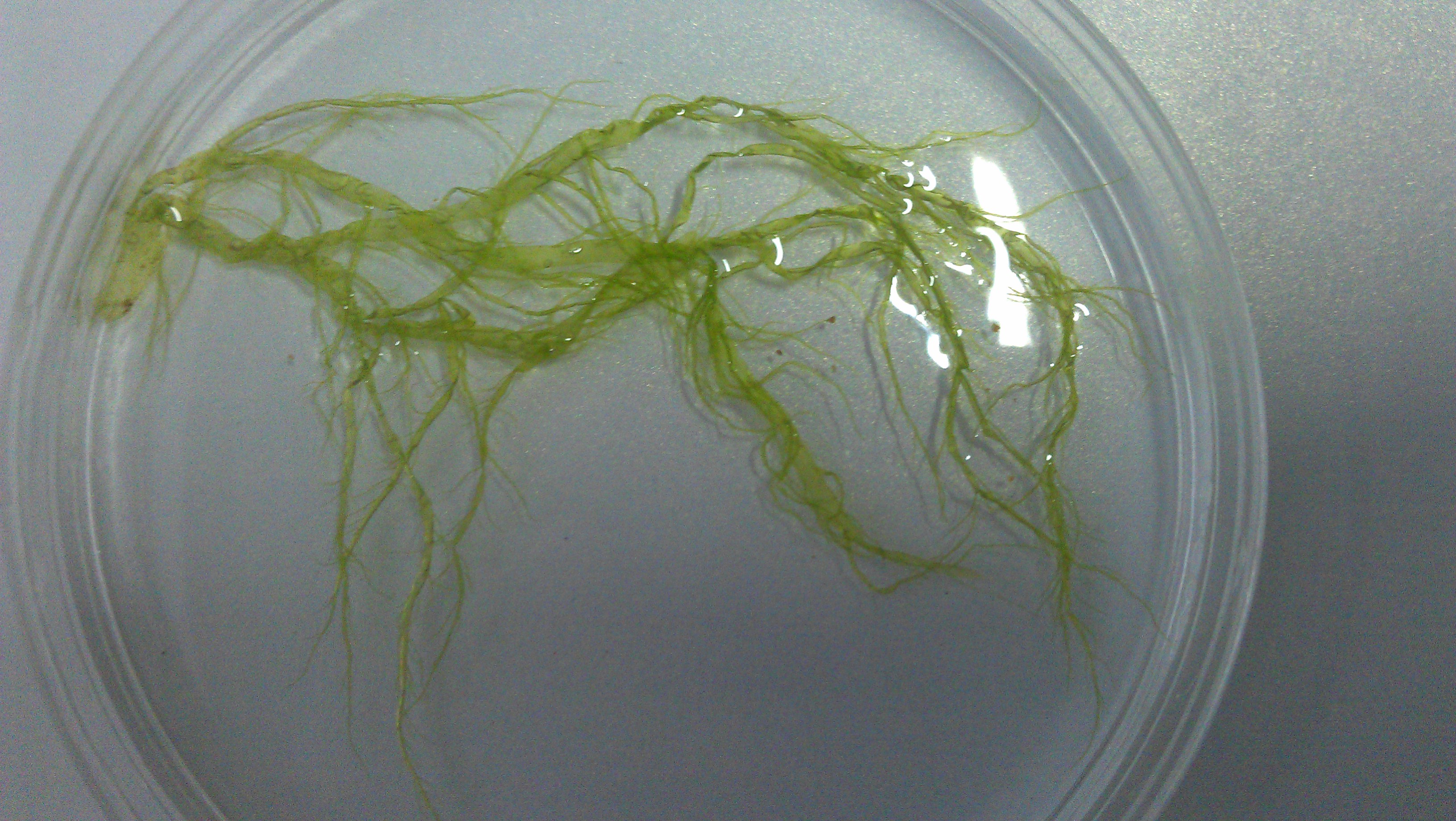 agardh,1883))是石莼科,浒苔属 a target="_blank" href="/item/藻类