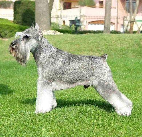 迷你巨型雪纳瑞犬