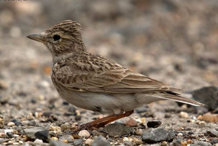  p> b>恒河沙百灵 /b>(学名: i>calandrella raytal /i>),是百灵科短