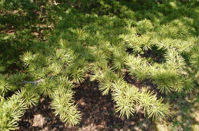  p>黎巴嫩雪松(学名: i>cedrus libani /i> rich.