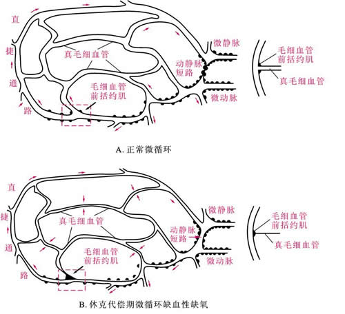 data-lemmaid="22124906">vascular /a> bed)是由毛细血管等构成,主要