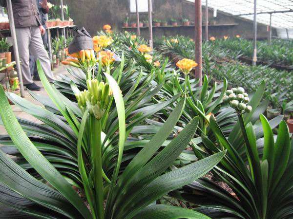 大花君子兰价格(君子兰花展上叫价198万元一盆)