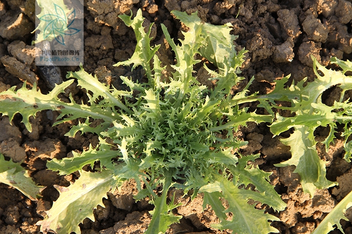  p>菊苣属(学名:cichorium l.