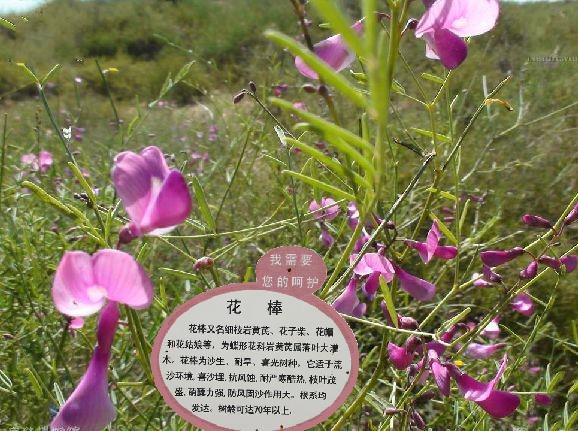  p>花棒磴口群体是 a target="_blank" href="