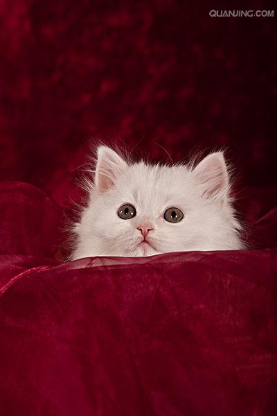  p data-id="tikjsuczeo1b">长毛猫是食肉目猫