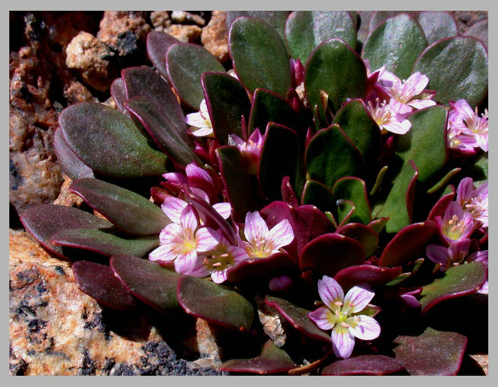 gray) parry ex s. watson