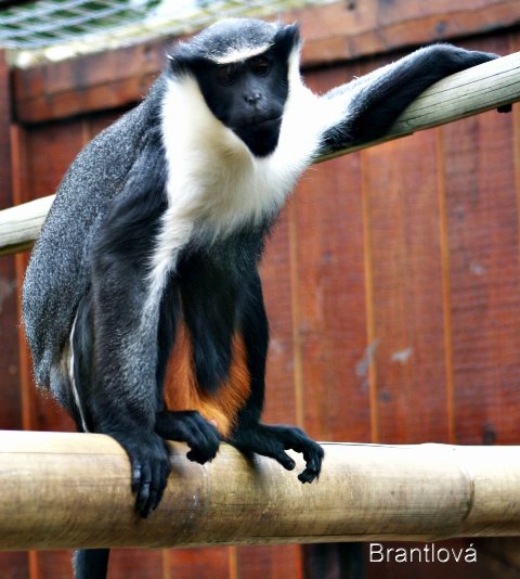  p>戴安娜须猴,英文名:cercopithecusdiana.