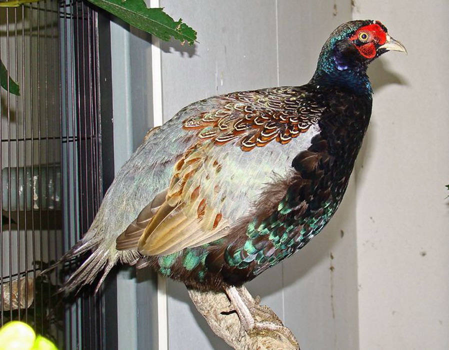  p>绿雉(学名: i>phasianus versicolor /i>)