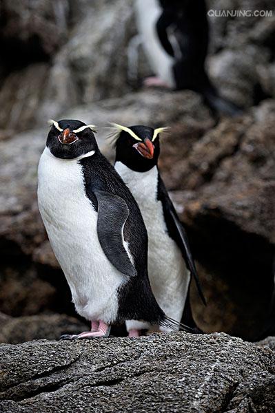 角企鹅属(eudyptes)