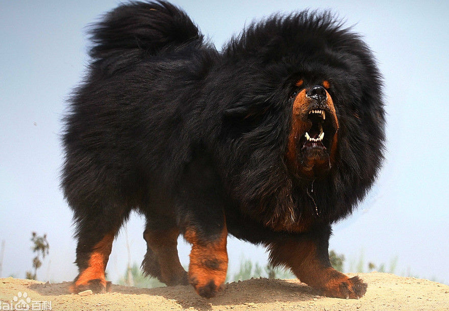  p data-id="gnvez2l6fw">苍猊犬(tibetan mastiff), a target="