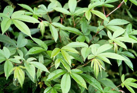  p> b>狭叶绢毛悬钩子 /b>(学名: b> i>rubus lineatus /i> /b> b>var